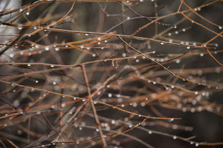 rain drops on the branchesの写真素材