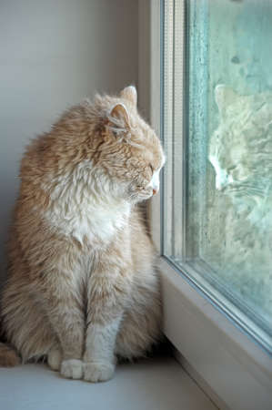 cat looking out the windowの写真素材