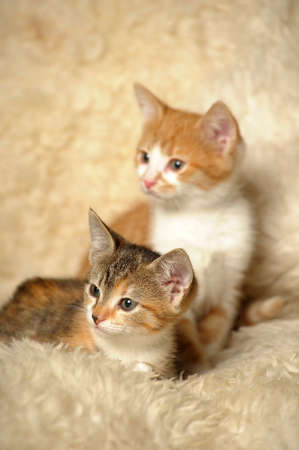 two kittensの写真素材