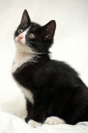black and white kittenの写真素材