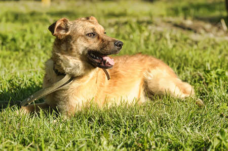 Portrait red dog