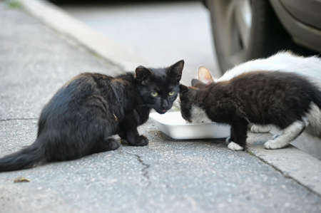 black and white stray cats eat on the streetの写真素材