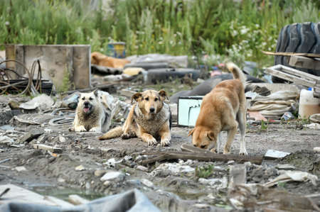 pack of stray dogsの写真素材