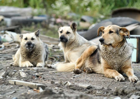 Pack of homeless dogs の写真素材