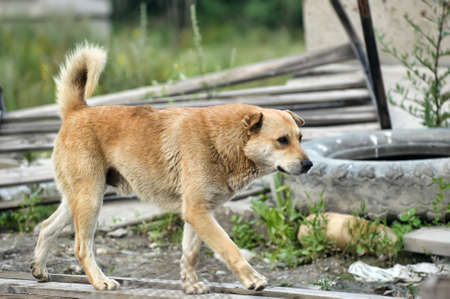 Close up portrait of a stray dogの写真素材