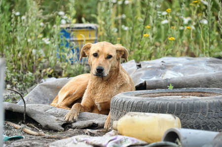 Close up portrait of a stray dogの写真素材