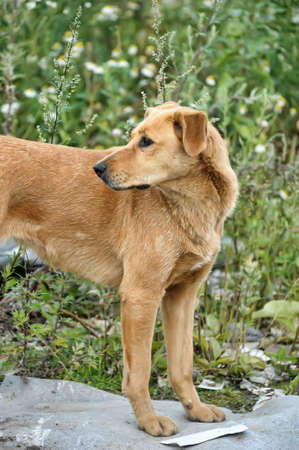 Stray dog