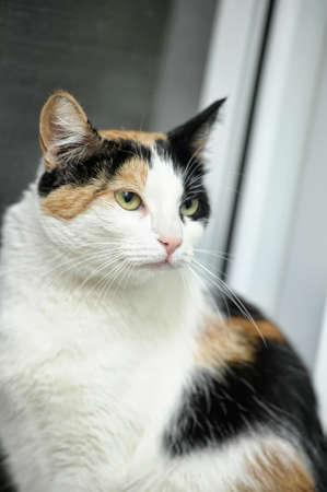 A beautifull female cat, with three coloursの写真素材