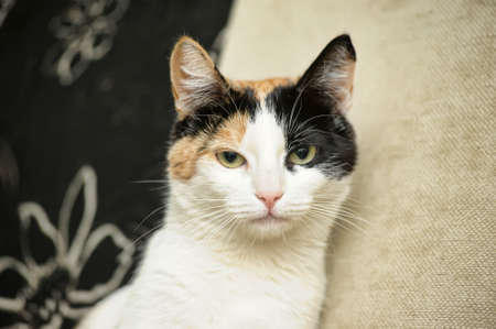 A beautifull female cat, with three coloursの写真素材