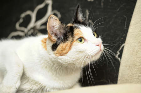 A beautifull female cat, with three coloursの写真素材