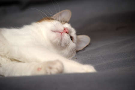 one-eyed kitten rescued by zoodefendersの写真素材