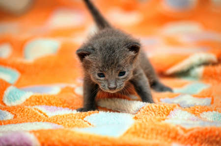 Little kitten の写真素材