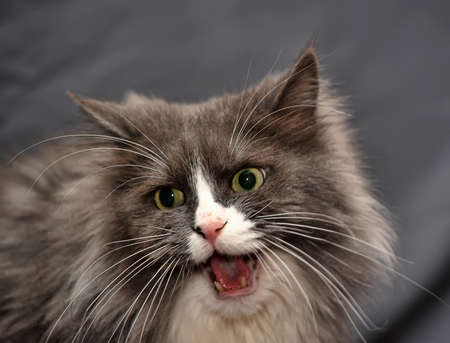 White and gray domestic turkish catの写真素材