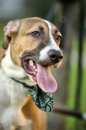 red  with white puppy for a walkの写真素材