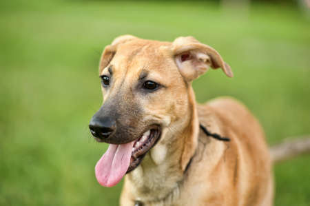 Red dog 