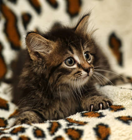 Siberian kitten