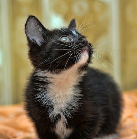 Black and white kittenの写真素材