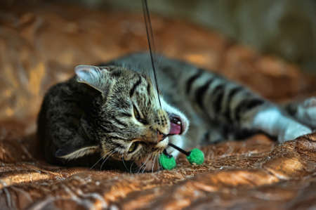 Striped kitten with a white breastの写真素材