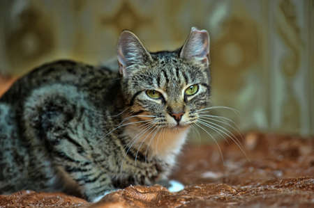 Striped kitten with a white breastの写真素材