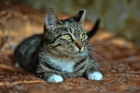 Striped kitten with a white breastの写真素材