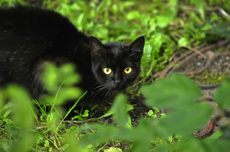 The cat in grassの写真素材