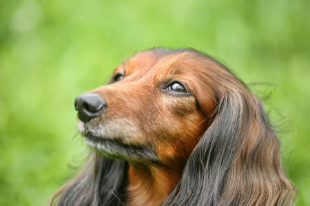 Miniature dachshund longhairedの写真素材