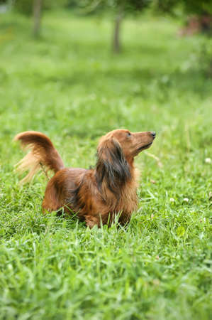 Miniature dachshund longhairedの写真素材