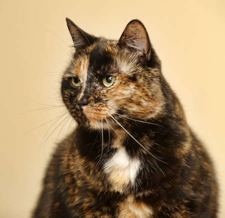 Tortoiseshell cat sits の写真素材