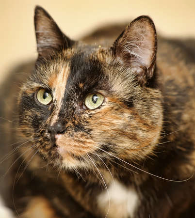 Tortoiseshell cat sits の写真素材
