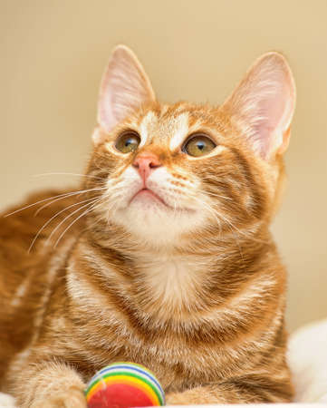 Ginger tabby catの写真素材