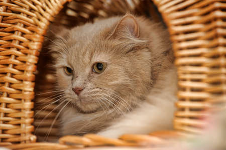 fawn with white catの写真素材