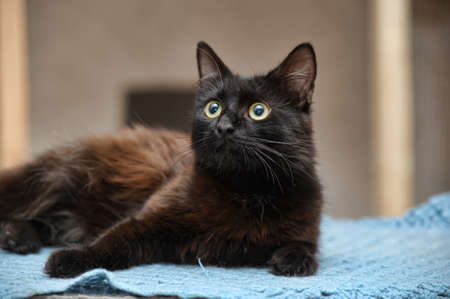 The young black cat with great expressive eyesの写真素材