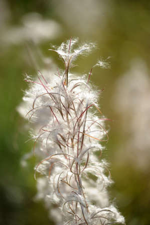 Willow-herb