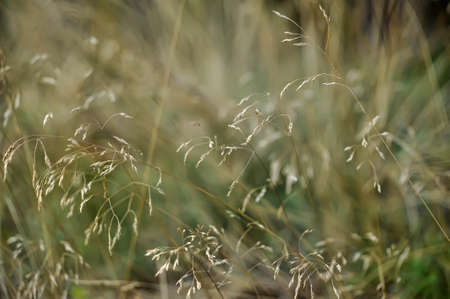 grass in the fieldの写真素材
