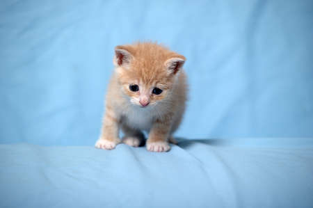 Red kitten