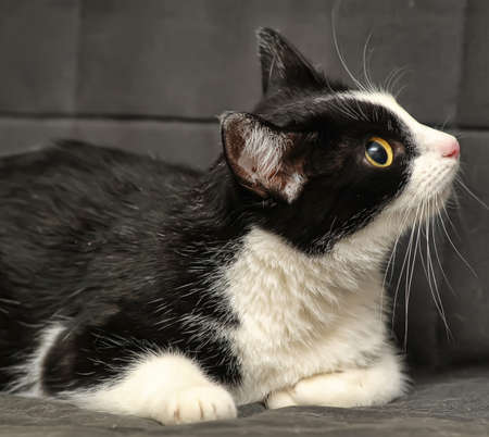 Black and white catの写真素材