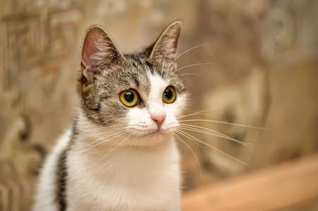 white and gray catの写真素材