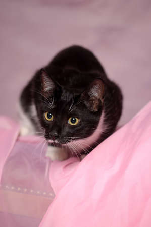 Black and white catの写真素材