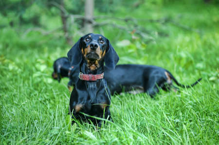 Dachshund の写真素材
