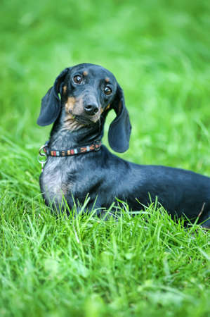 Dachshund 