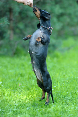 dachshund on hind legsの写真素材