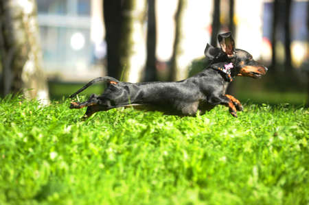 dachshund runsの写真素材
