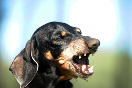angry dachshundの写真素材
