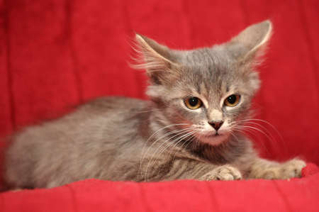 smoky kittenの写真素材