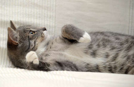 Gray tabby cat