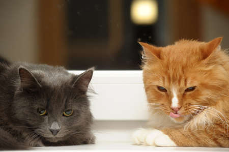 Two domestic cats