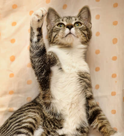 Tabby cat playsの写真素材