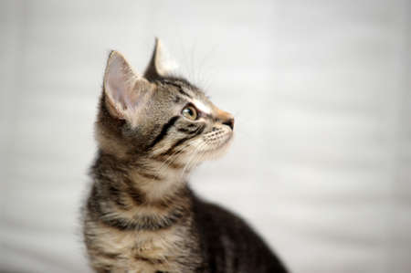 cute tabby kittenの写真素材