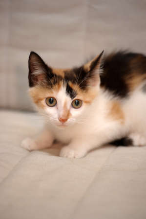 tricolor kittenの写真素材