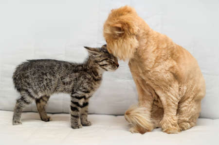 Cat And Kitten 